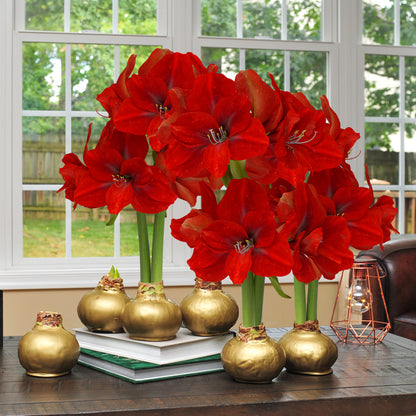 Waxed Amaryllis