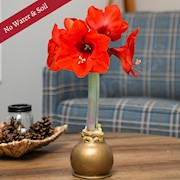 Waxed Amaryllis