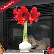 Waxed Amaryllis